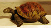 Tipple Topple Giant Tortoise